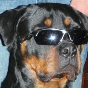 Meet your Posher, Diane